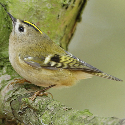 Bird feeders in nearby gardens mean we have a good selection. Worth stopping and listening to them on a sunny day.