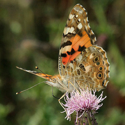 There are 60 butterfly species compared to 2,500 moths and the moths aren't as dull as you might think.
