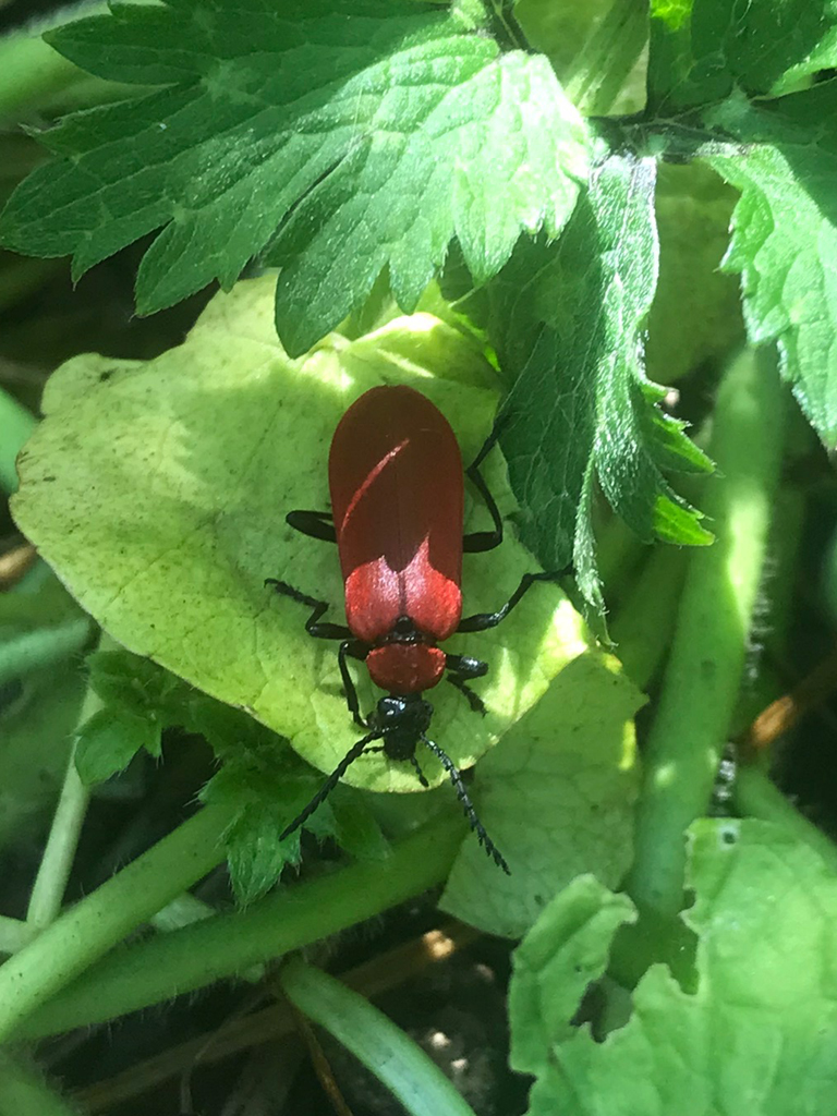 Black headed Cardinal bug