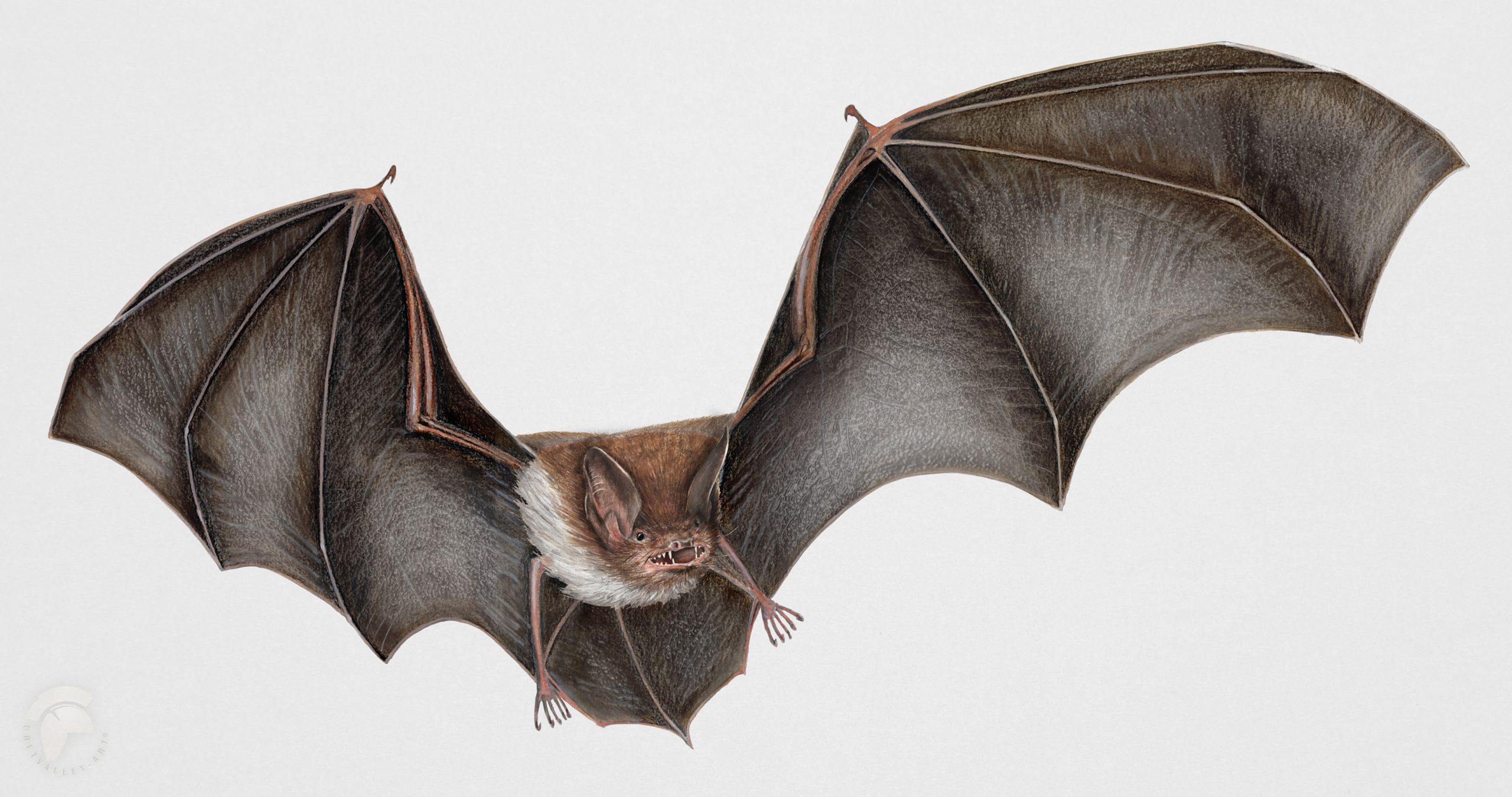 Daubenton's bat Daubenton’s bats are long sleepers, hibernating for six months of the year. They prefer dark underground places such as caves & tunnel roosts. They normally stay near to water and at twilight hunt for insects, scooping them up with their membranous tails and feet. © Matt Jan Gerard Maassen-Pohlen. Daubentons Bat – Copyright notice © UrftValley-Art