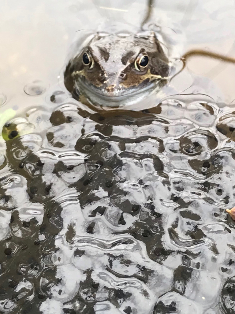 Frog watching over spawn