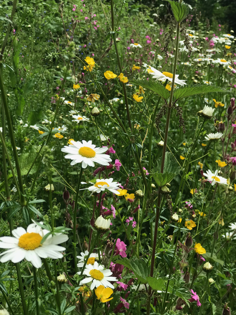 Meadow flowers