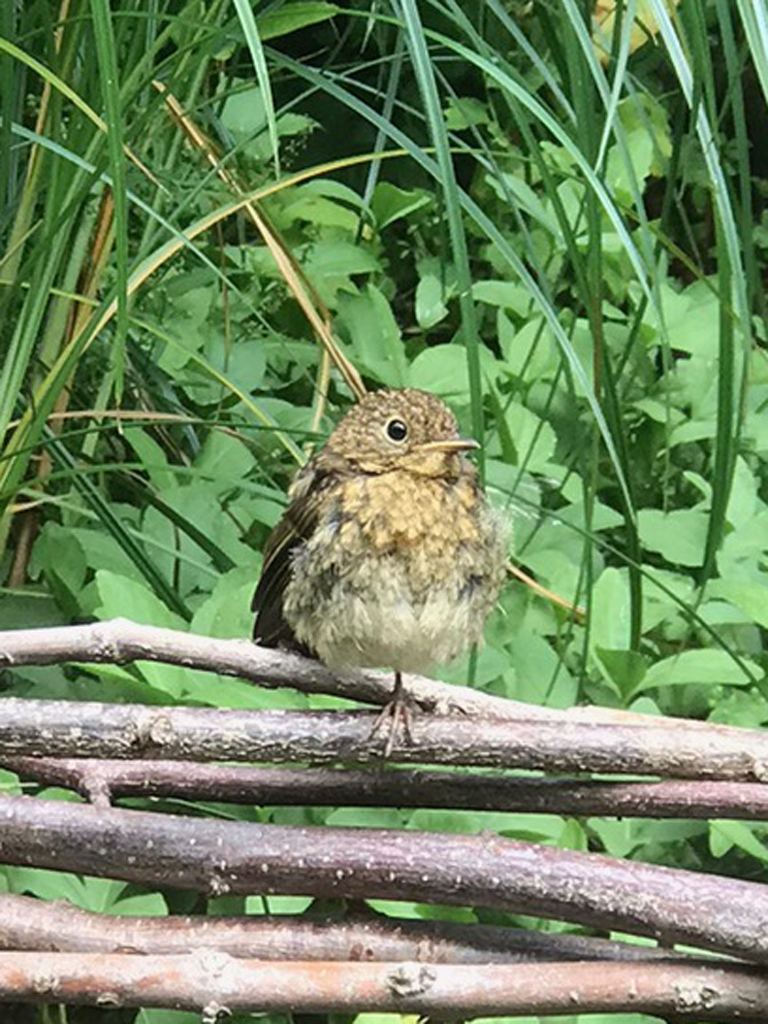 A fledgling Robin