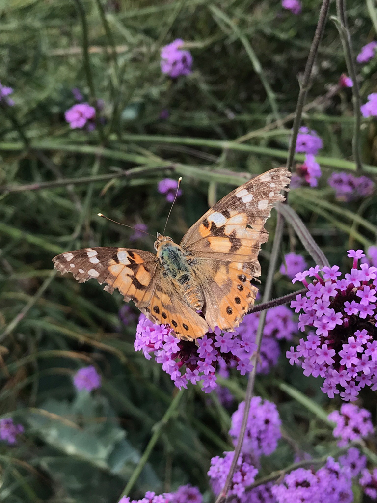 Painted lady on Buddleja