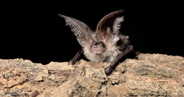 This species is one of the varieties of bats for which eyesight is more important than the use of echolocation in finding prey. They often hunt above woodlands searching for moths and can be seen hovering while searching for prey. Photo: © Hugh Clark courtesy of the Bat Conservation Trust www.bats.org.uk.