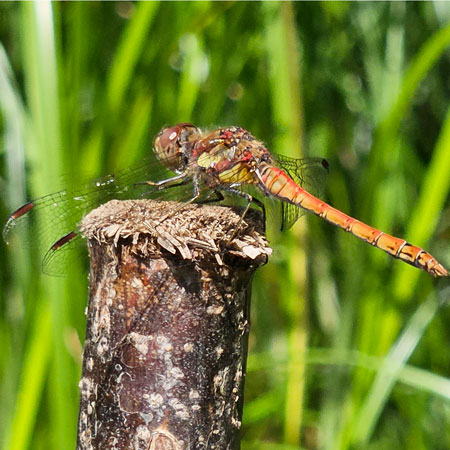 The pond has attracted many dragonflies and damselflies not seen on Parkland Walk for a long time.