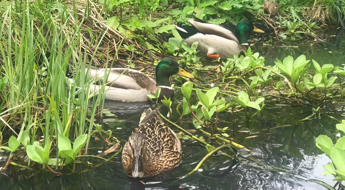Ducks have visited for the last three years. They tend to hang around for a couple of weeks before deciding to move on.