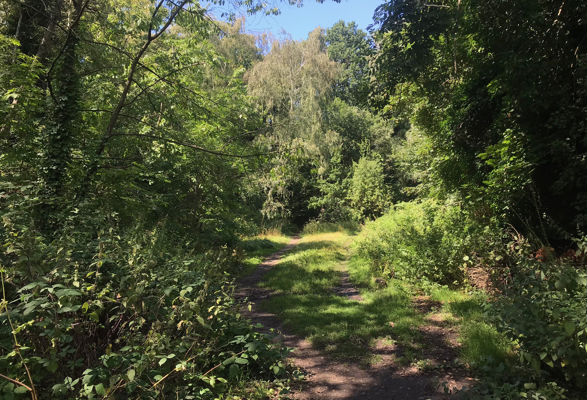 The old railway tunnels at the Highgate end are an important roost for endangered bats.