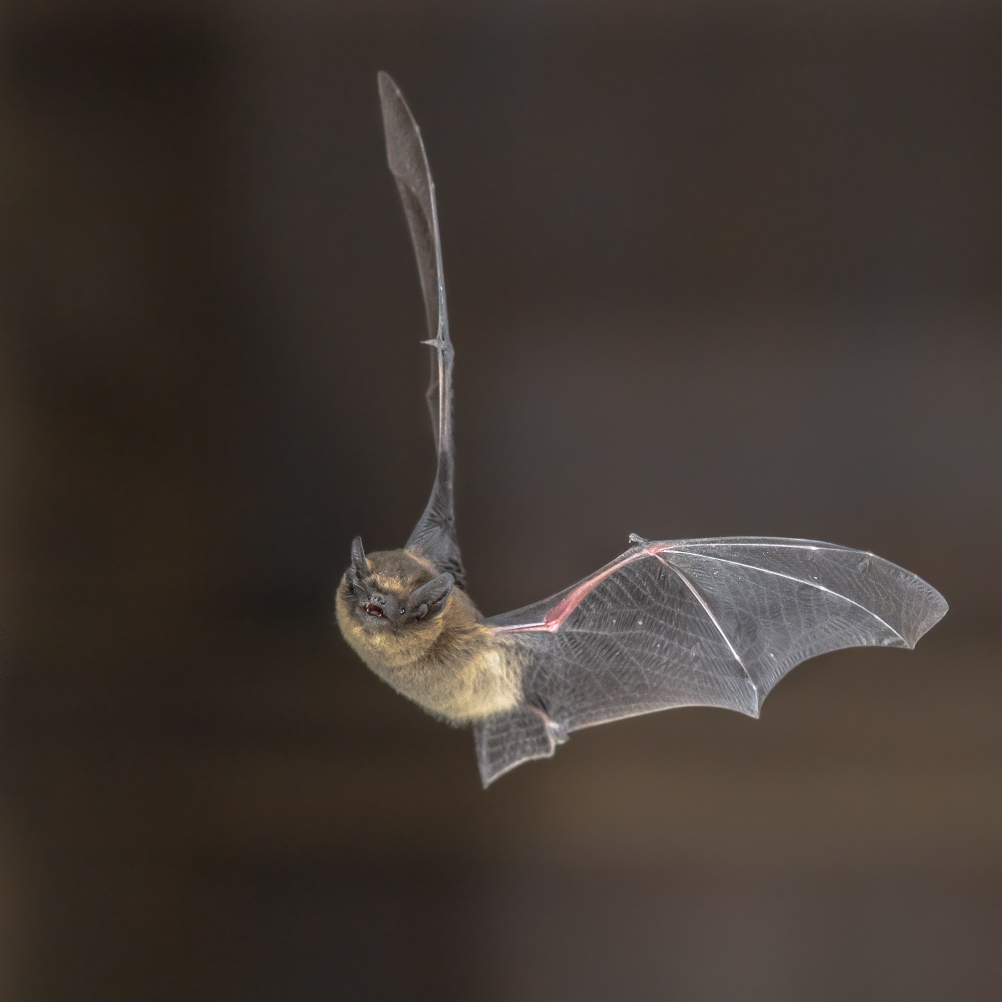 The bat is a protected species in the UK and Parkland Walk is an important part of efforts to restore numbers.