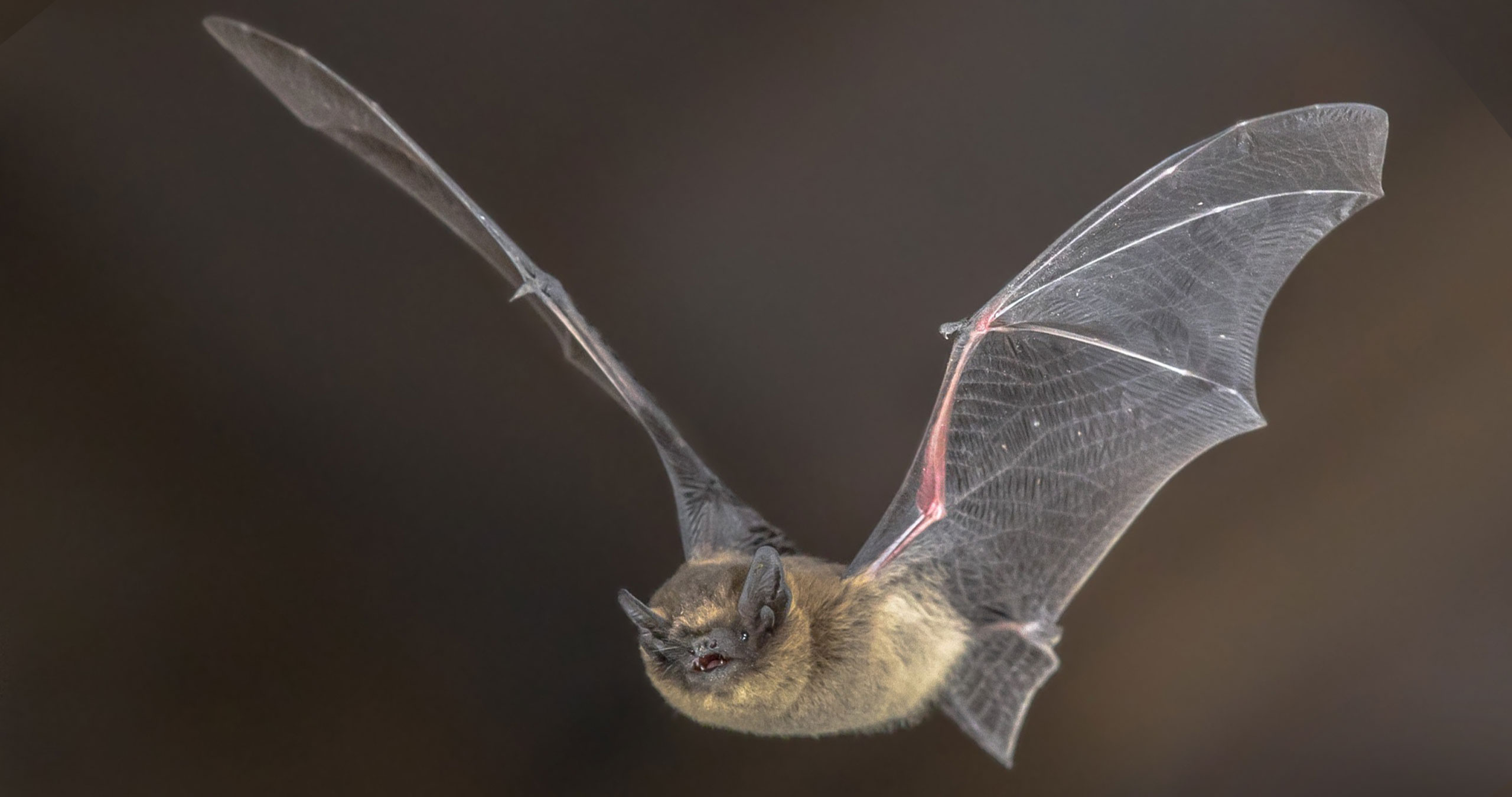 One of the UK's smallest bats - this species is the most common urban living bat, often found roosting in cracks and crevices in buildings, behind panelling, shutters, eaves as well as bat boxes and trees. They are very territorial species, and are particularly so during the mating season when special social calls are emitted and the bats smell strongly of musk.