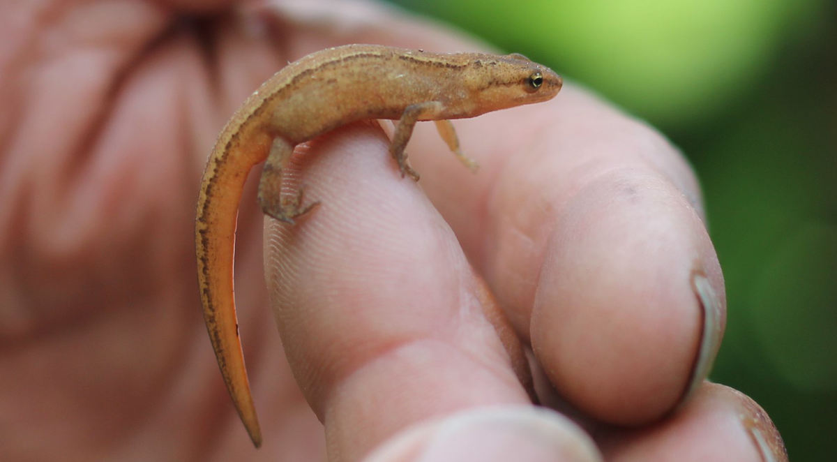 Common or smooth newt Newts are amphibians, breeding in ponds during the spring and spending most of the rest of the year living on the margins. They hibernate underground, among tree roots and in old walls.