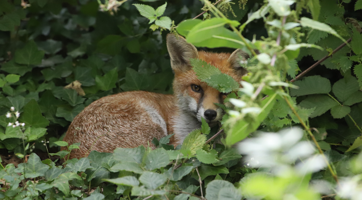 Like the ducks, foxes have visited regularly but now tend to restrict their patrols of the Trail to early morning and late evening.