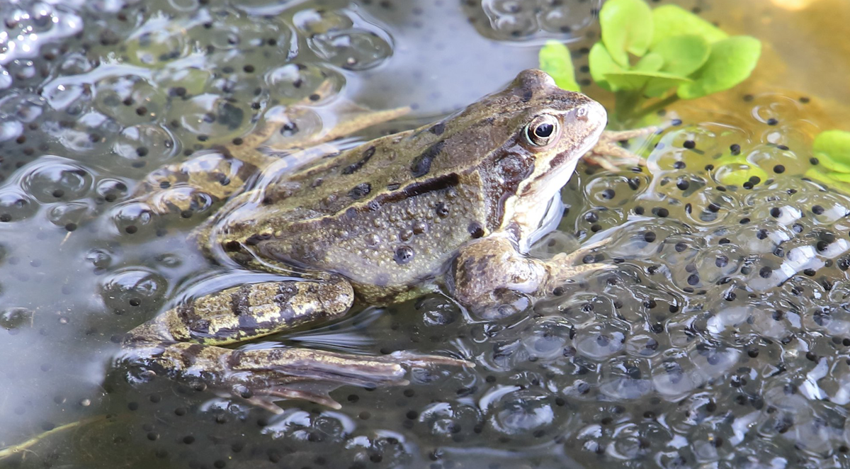 Common frog Frogs don't live in ponds but visit to mate. The frog spawn is vulnerable to many predators so developing to maturity is a challenge.