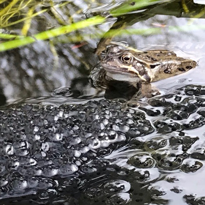 If you want nature to take off in your garden, put a pond in. This is what we see in ours at the Wildlife Trail.