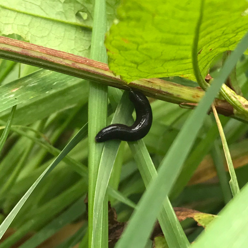 Often disliked as they are known for sucking blood, in reality, only one species of leech feeds on human blood in the UK, the medicinal leech, Hirudo medicinalis.