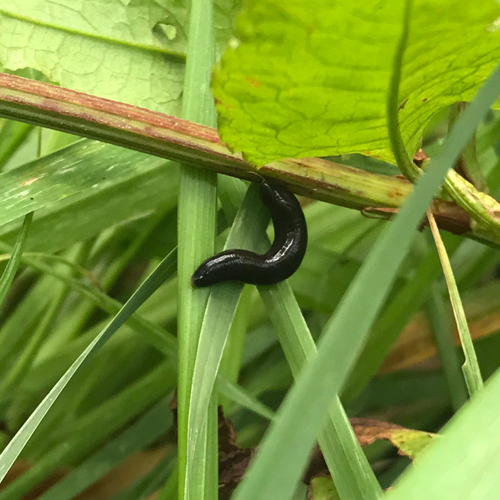 Leech Often disliked as they are known for sucking blood, in reality, only one species of leech feeds on human blood in the UK, the medicinal leech, Hirudo medicinalis.
