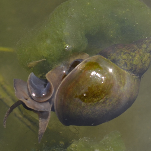 Pond snail There are about 40 different kinds of water snails in Britain, varying in size from the tiny Nautilus Ram’s-horn - just 2 or 3 mm across - to the Great Pond Snail at 4 cm.
