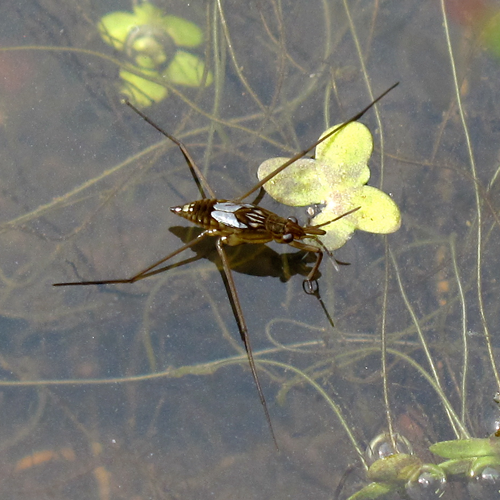 Pondskater Often seen in large groups, they 'skate' around on the surface of the water, feeding on smaller insects which they stab with their sharp mouthparts or 'beaks'.
