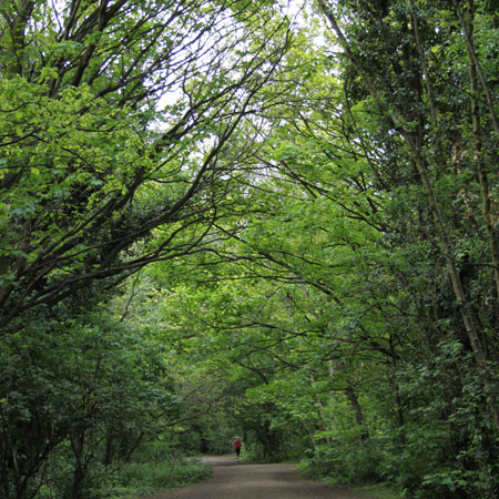 As a secondary woodland many of the trees are 70 years old or younger but there are some of particular interest.