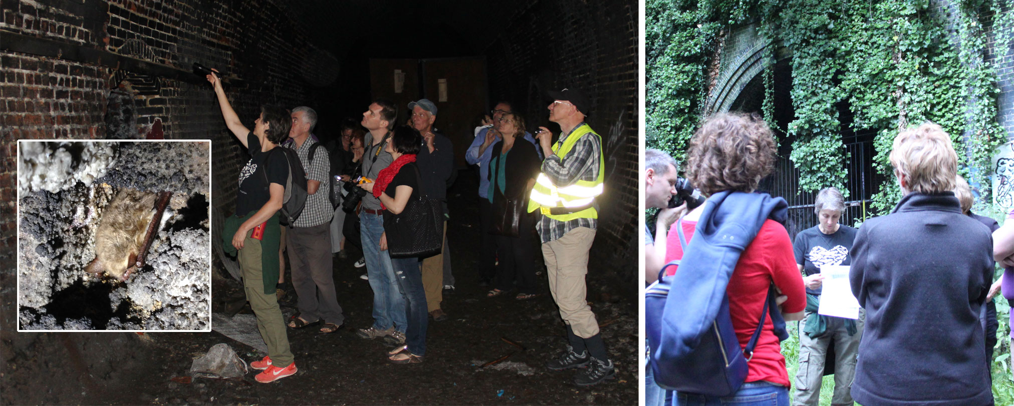 Bats find roosts in crevices in the brickwork and even soot and salt deposits. Sadly visitors can no longer access the tunnels.