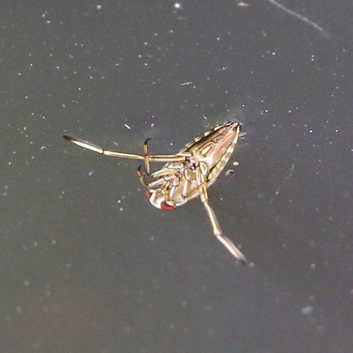 Backswimmer Backswimmers suck the bodily fluids out of their prey. The front pair of legs are for catching prey, the middle pair for holding, and the flattened third pair act as oars.