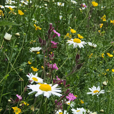 There are over 300 different trees and wildflowers on the Parkland Walk. Surprisingly just less than half are native.