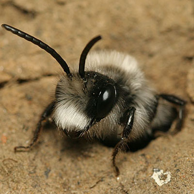 Ashy mining bee