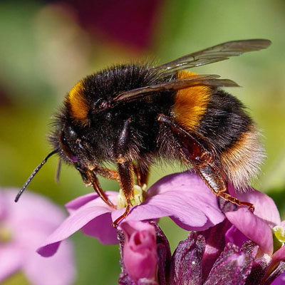 Buff tailed bumble bee