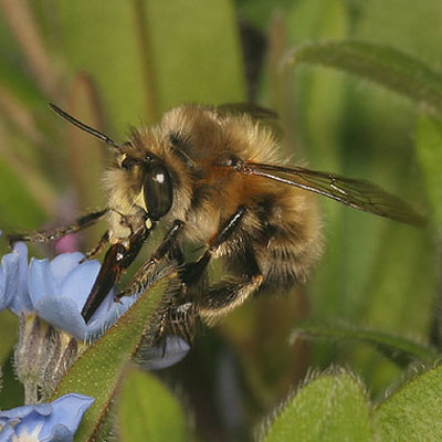 Hairy footed flower bee