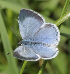 Holly blue