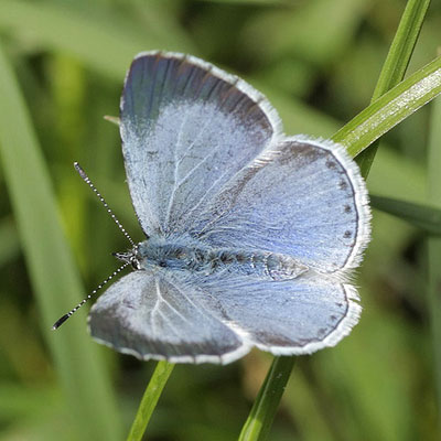 Holly blue butterfly