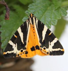 Jersey tiger moth