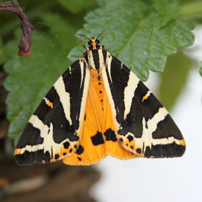 Jersey Tiger Moth