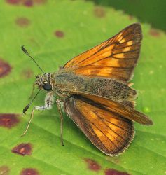 Large skipper