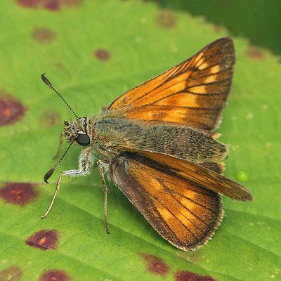 Large skipper butterfly