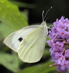 Large white