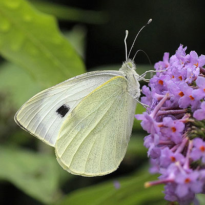 Large white butterfly