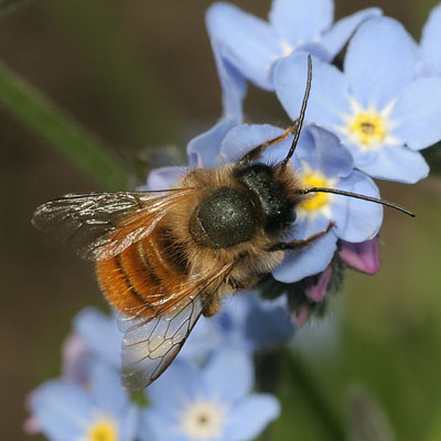 Red mason bee