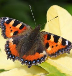 Small tortoiseshell