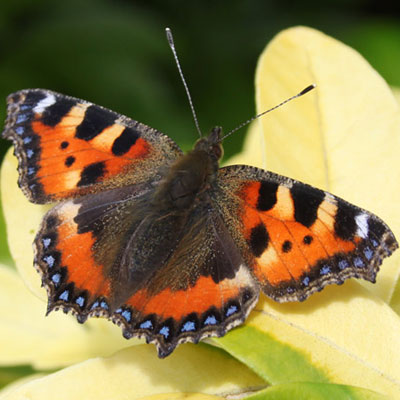 Small tortoiseshell