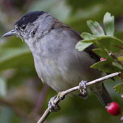 Blackcap