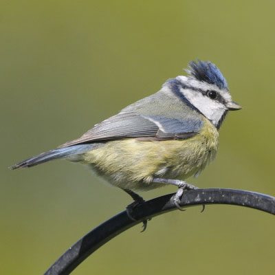 Blue tit