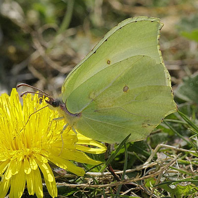 Brimstone