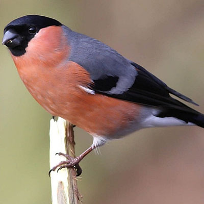 Bullfinch