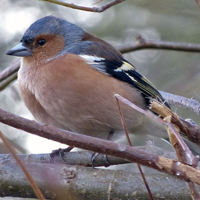 Chaffinch