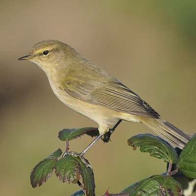 Chiffchaff