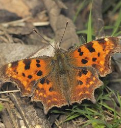 Comma