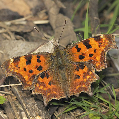 Comma