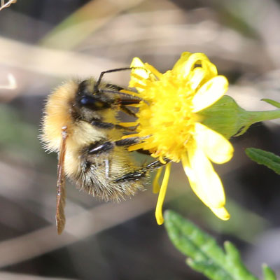 Common carder bee