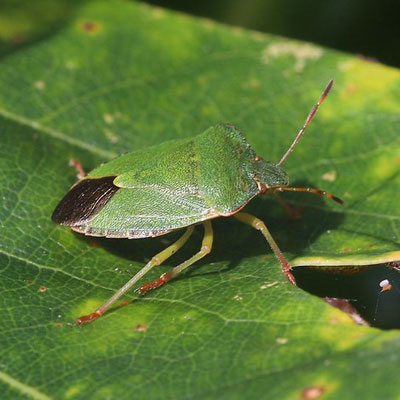 Common green shieldbug